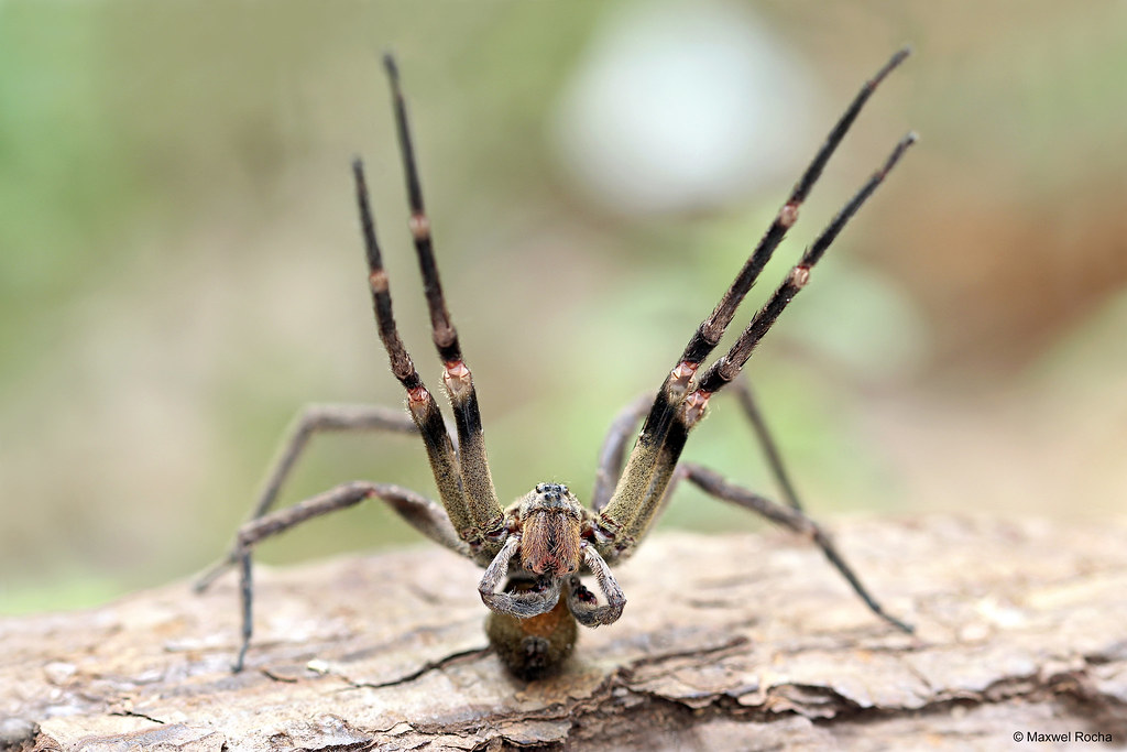 Aranha Armadeira