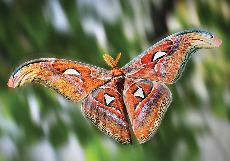 Attacus Atlas