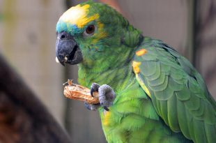 Aves - Papagaio