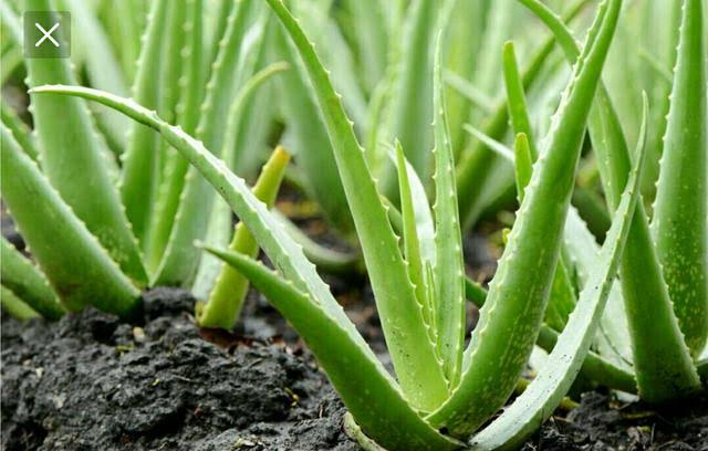 Babosa Aloe Vera