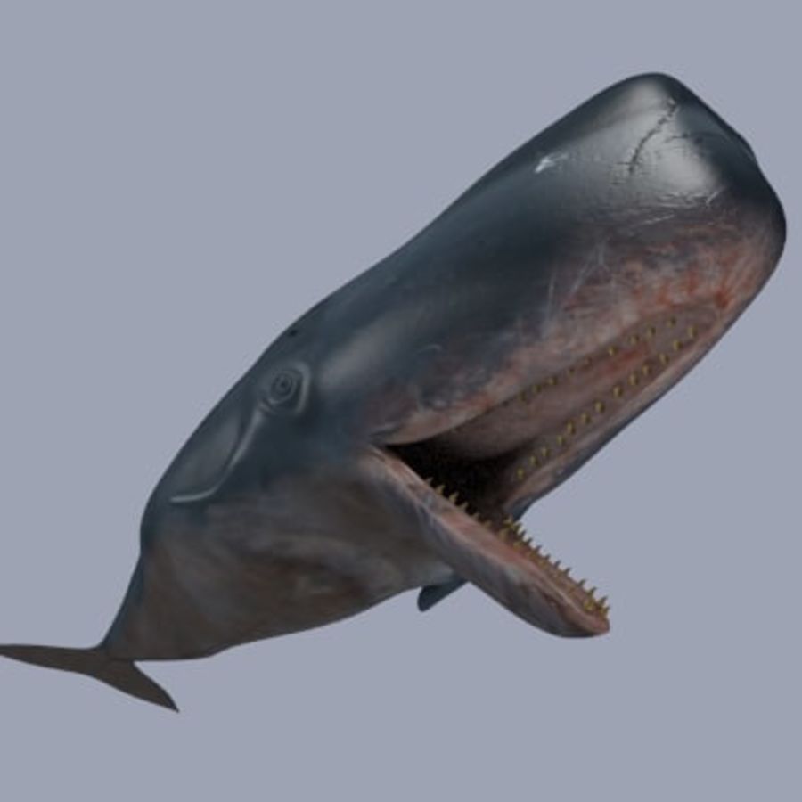 Baleias-esperma 
