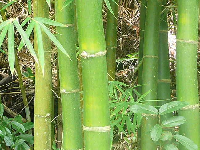 Bambu na Mata Atlântica 