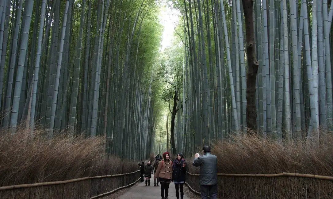 Bambu no Japão 