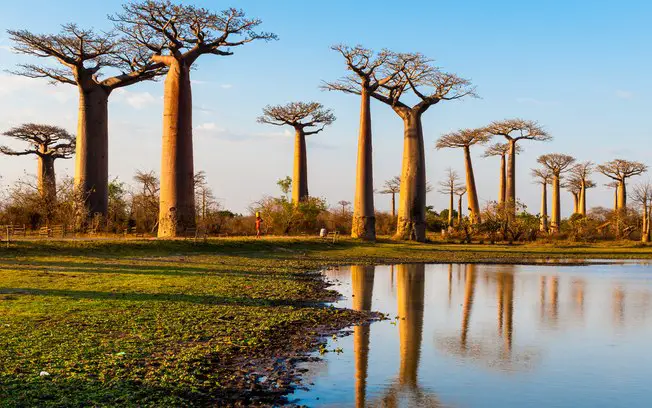 Baobás