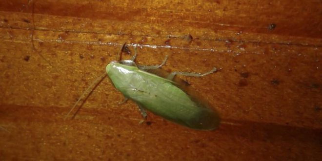 Barata Verde: Características, Nome Cientifico, Fotos e Habitat | Mundo ...