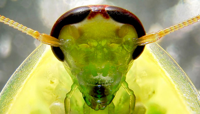 Barata Verde Fotografada de Perto 