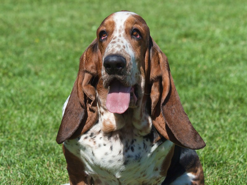 Basset Com A Língua de Fora 