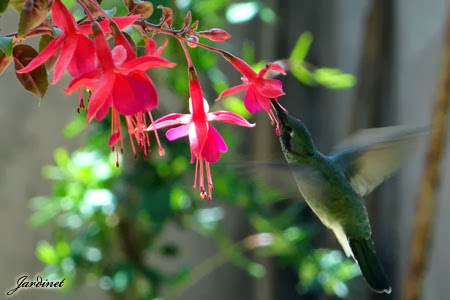 Beija Flor na Flor Brinco-de-Princesa