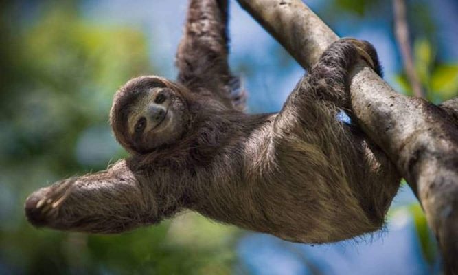 Bicho Preguiça: Reino, Filo, Classe, Ordem, Família e Gênero