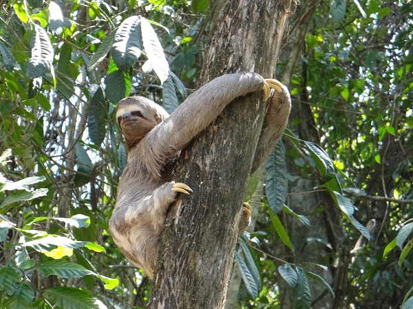 Bicho-Preguiça Abraçado na Árvore 