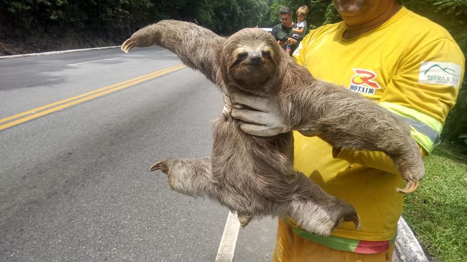 Bicho Preguiça na Mão de um Homem