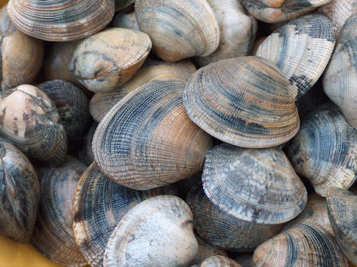 Bivalves