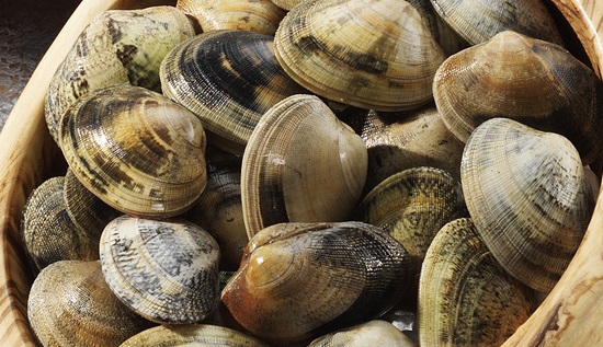 Bivalves