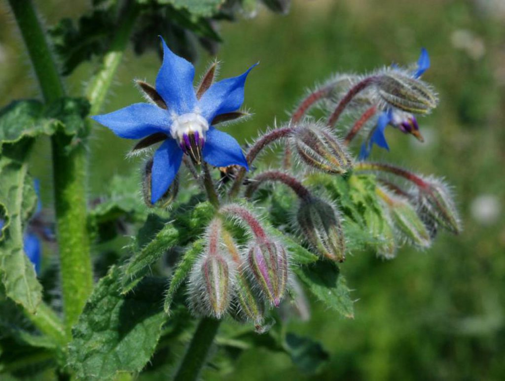 O Que é Oleo de Borago Officinalis? Para Que Serve? | Mundo Ecologia