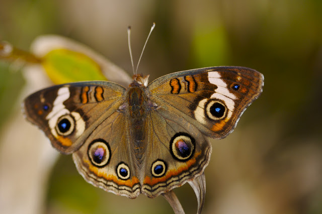 Borboleta Buckeye Comum 