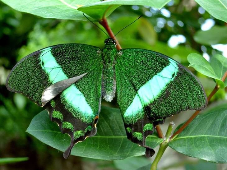 Borboleta Esmeralda Cauda Fina: Características, Habitat e Fotos