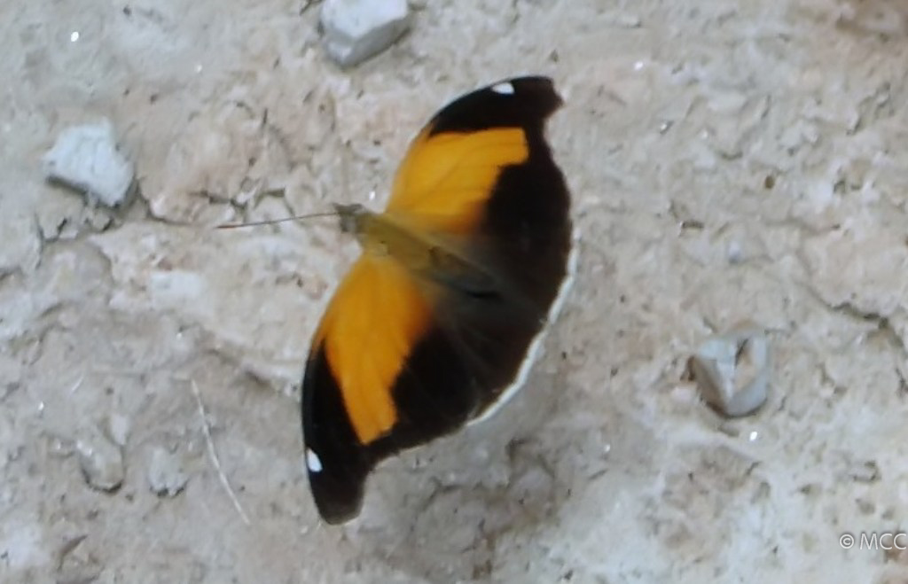 Borboleta Historis Odius de Asas Abertas 