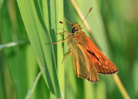 Borboleta Skipper