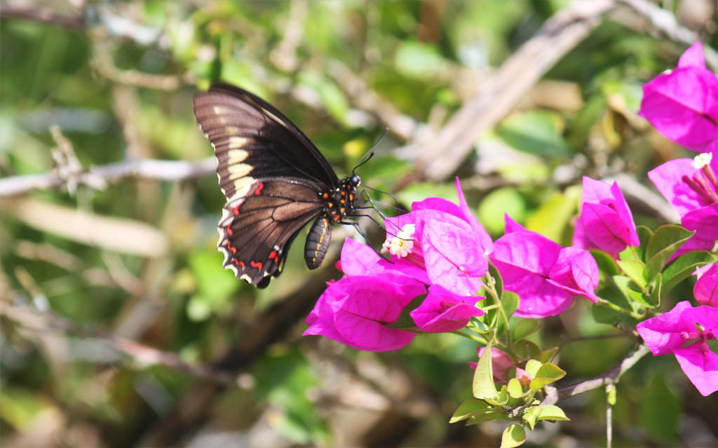 Borboleta na Bougainvillea Glabra