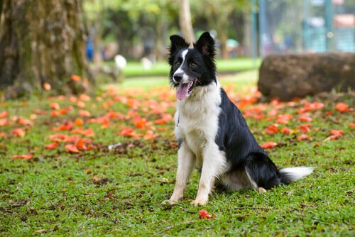 Tudo Sobre a Raça Border Collie: Caracteristicas e Fotos