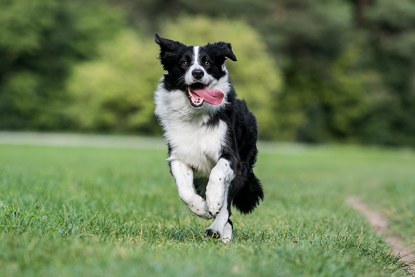 Historia do Border Collie, Personalidade e Origem da Raça