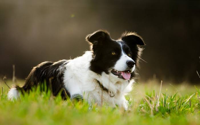 Border Collie Adulto