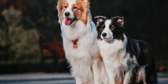 Tempo de Vida do Border Collie: Quantos Anos Eles Vivem? | Mundo Ecologia