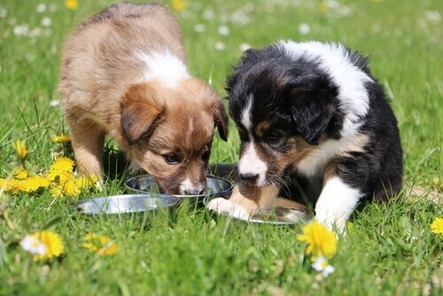Border Collie comendo ração