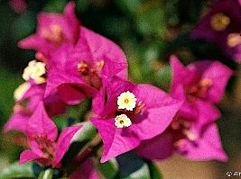 Diferenças Entre Bougainvillea Spectabilis E Glabra