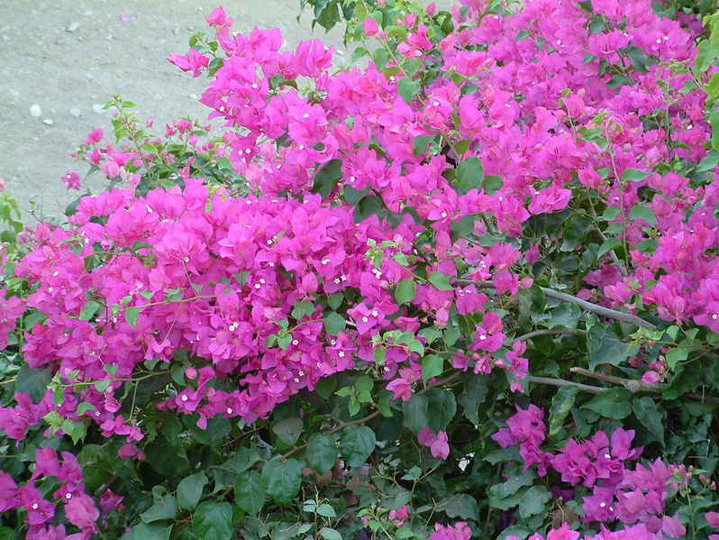 Bougainvillea Glabra