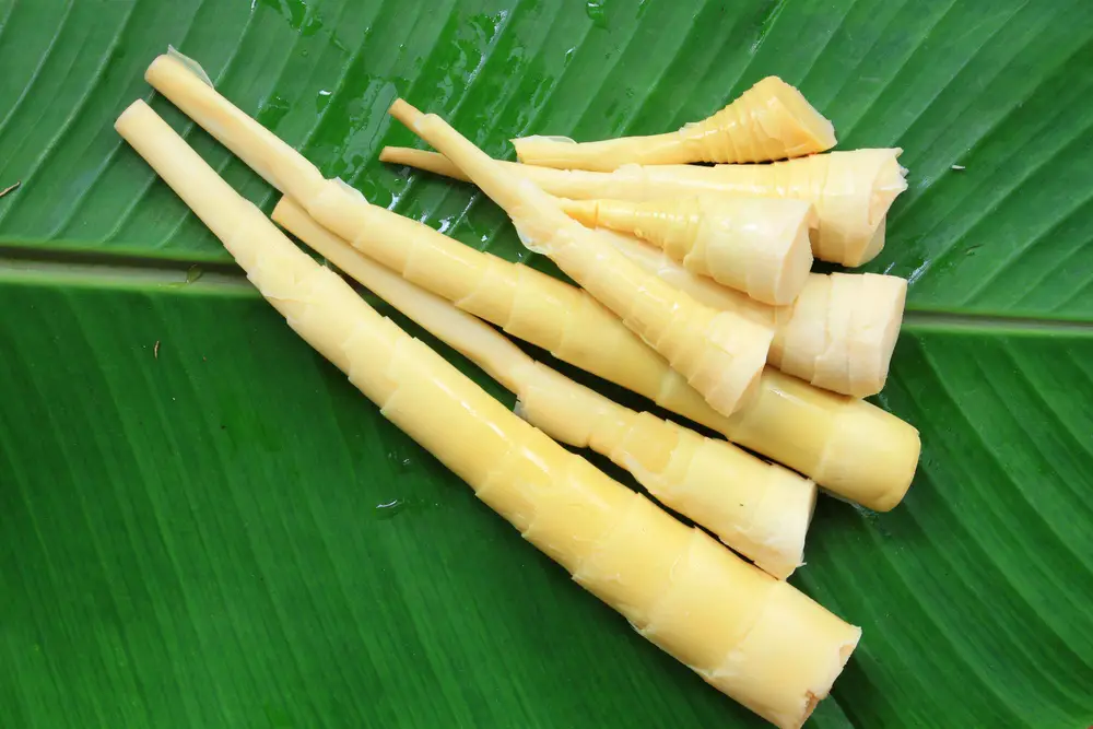 Broto de Bambu 