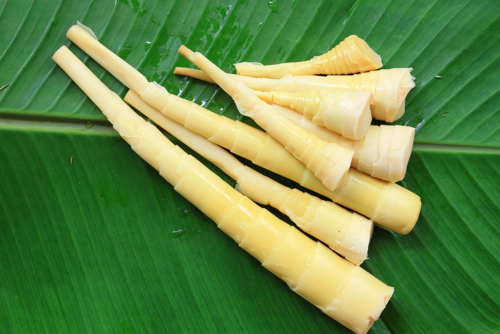 Broto de Bambu