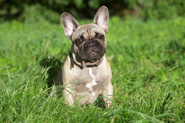 Buldogue Sentado na Grama 