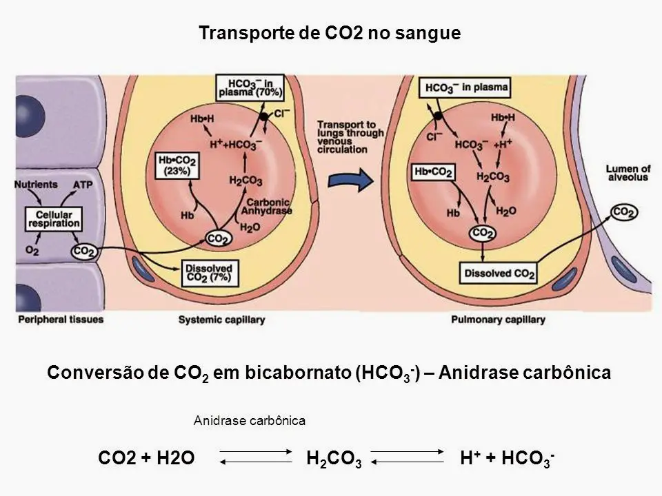 CO2 no Sangue