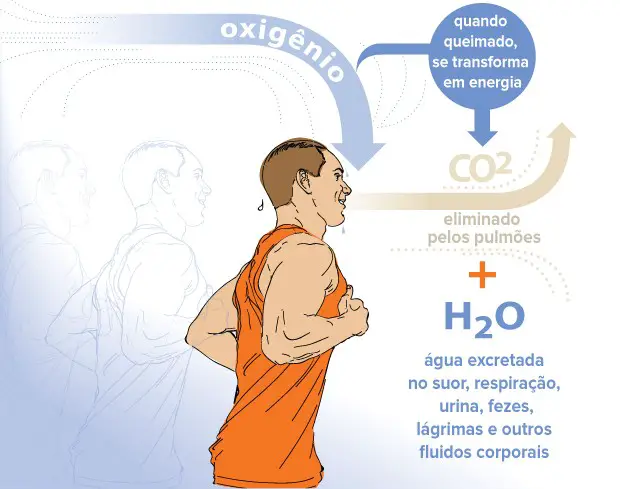 CO2 no organismo
