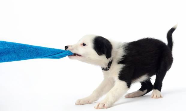 Cachorro Arrancando Roupa do Varal 