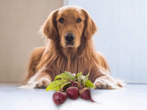 Cachorro Comendo Beterraba 