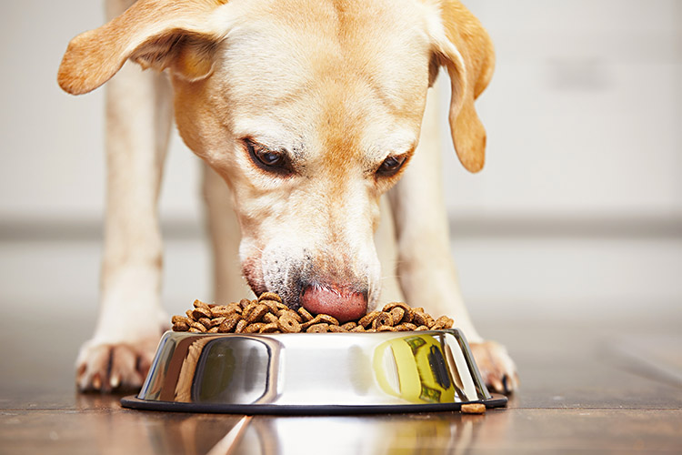 Cachorro Comendo 