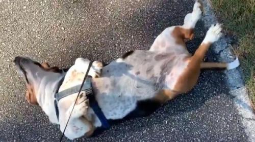 Cachorro Dormindo de Pernas Abertas na Rua 