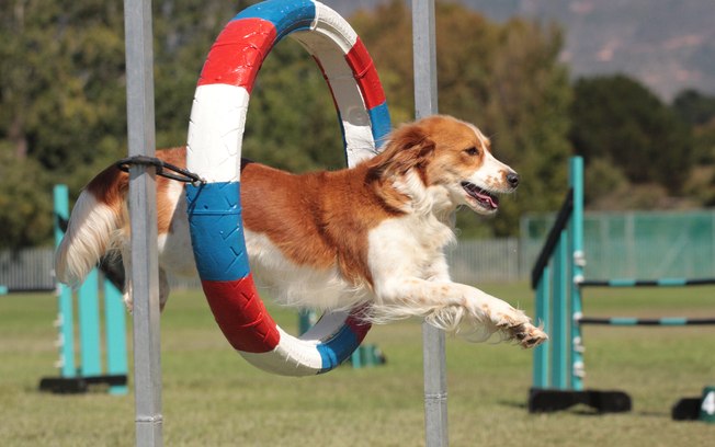 Cachorro Fazendo Exercício 