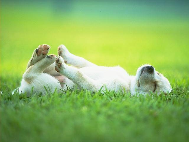 Cachorro Fingindo de Morto na Grama 