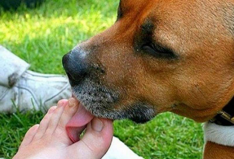 Cachorro Lambendo os Pés de uma Pessoa 