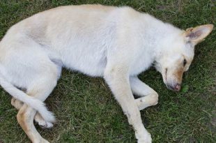 Cachorro Morrendo na Grama