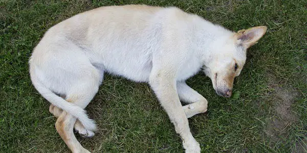 Cachorro Morrendo na Grama 