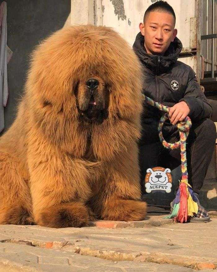 Cachorro na Ásia