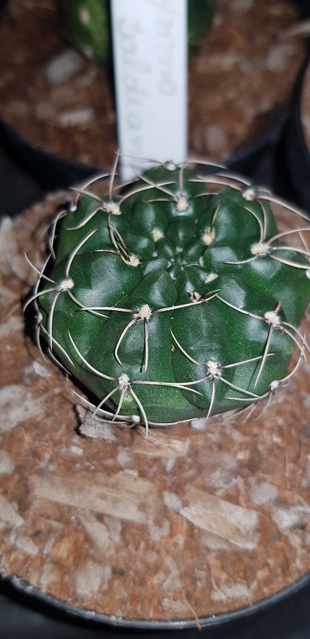 Cacto Gymnocalicium: Características, Como Cultivar e Fotos