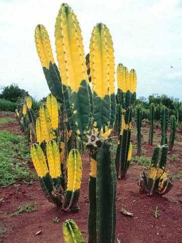 Cacto Verde e Amarelo: Características, Cultivo e Fotos