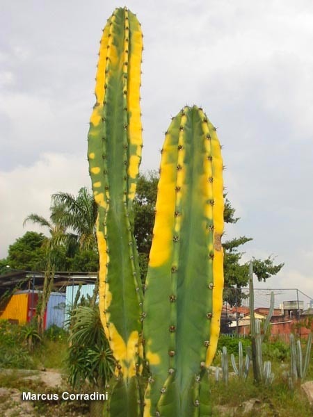 Cacto Verde e Amarelo: Características, Cultivo e Fotos | Mundo Ecologia