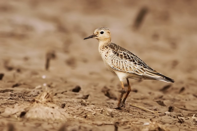 Calidris Subruficollis