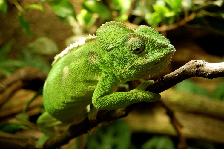 Camaleão de Meller: Características, Nome Cientifico e Fotos – Mundo Ecologia